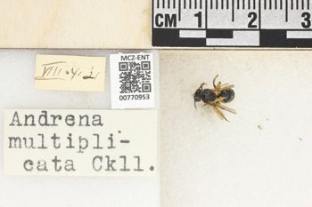 Media type: image;   Entomology 770953 Aspect: Labels